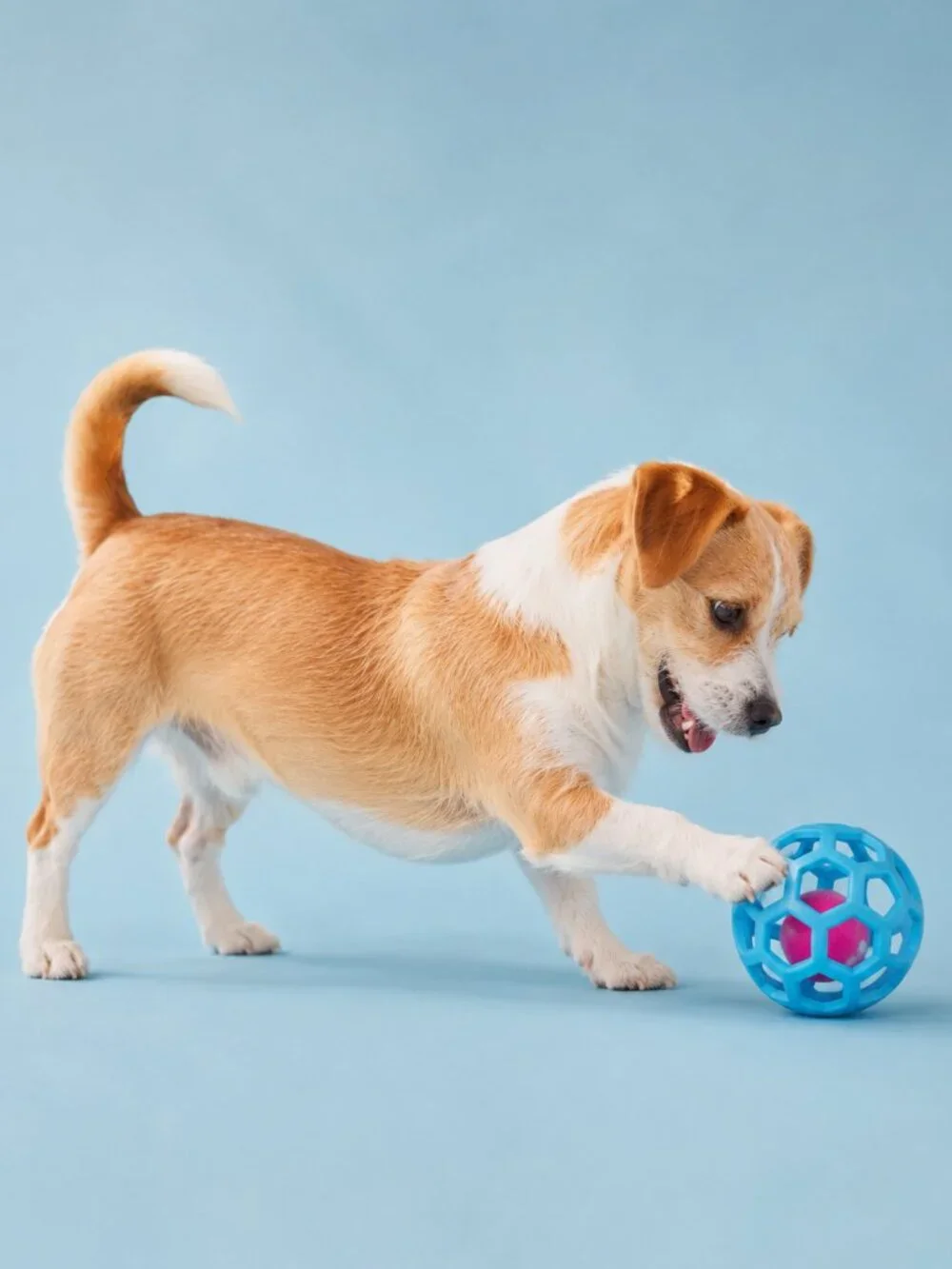 Kensington Kennel Club Dog Toy Set Pink Bone Blue Ball Tug Toss Fetch New